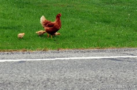Descubre el secreto detrás del juego de Chicken Road en España