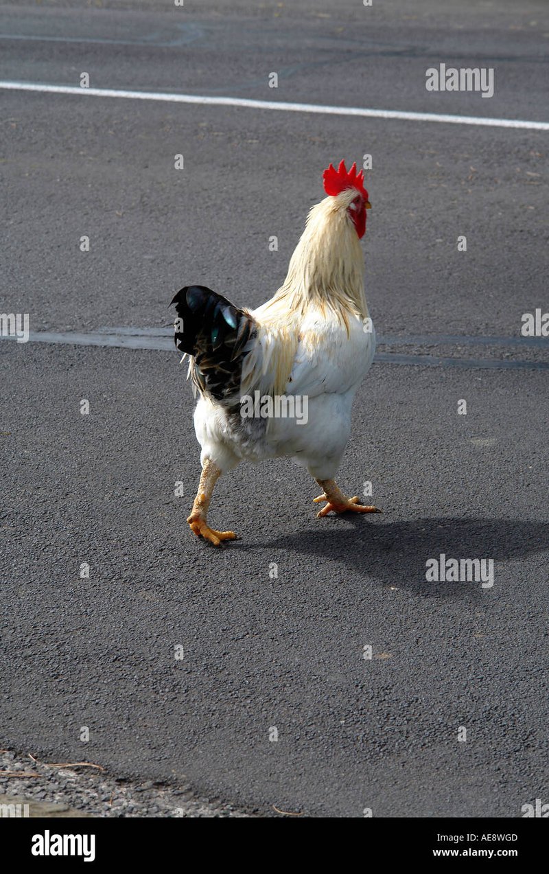 Descubre el Exclusivo Juego de Azar en el Camino de la Gallina en España, chicken road oficial